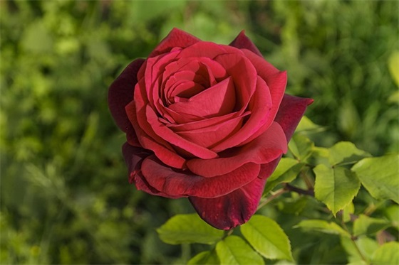 岁月催人老的优美句子