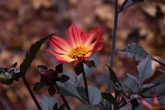 2025年优美风景句子摘录