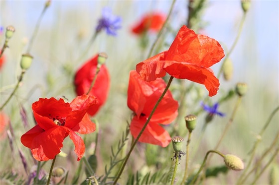 写给老师最暖心短句 感恩老师最暖心句子