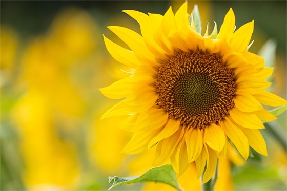 高考幽默励志的句子 高考句子励志句子