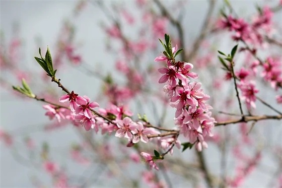 关于喜欢一人的句子83句