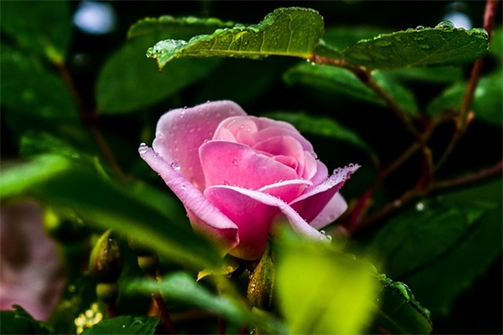 2025年的第一场雪的句子