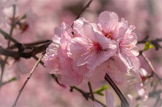 团队共同努力的句子 一起努力奋斗的句子