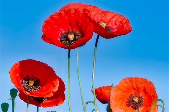 高三老师的毕业寄语-29句