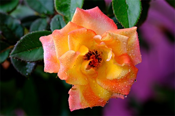 高中地理老师特色寄语-25句