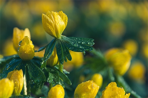 毕业寄语对老师的感恩简短一句话-20句