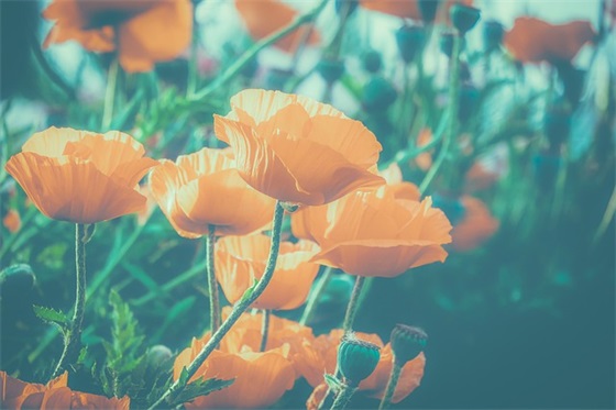 数学学科寄语-22句