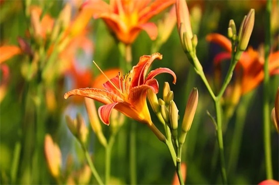 初中毕业学生寄语-24句