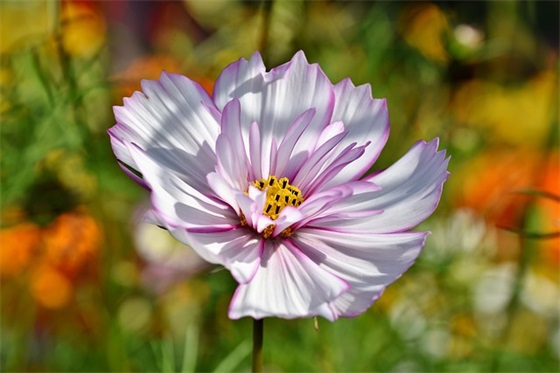 形容性格倔的句子有哪些？