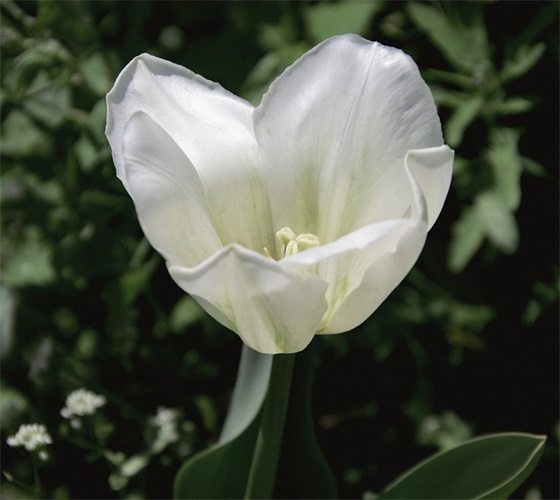 2025年共同抗击疫情句子