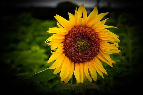 很爱一个人放不下又不能一起 写给爱而不得的人句子