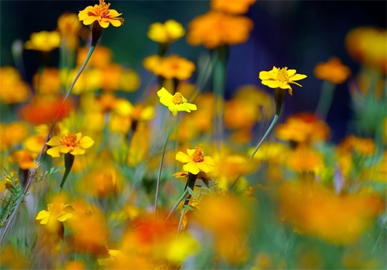 平安夜与生日一起的文案(2025平安夜和生日同一天的句子)