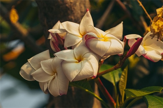 抒情议论句子29句