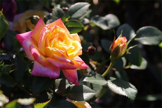 2025致真心朋友的句子一句话