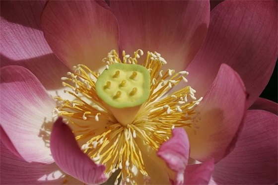 商业合作计划书