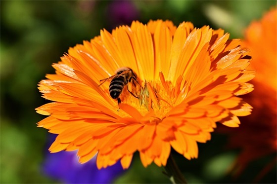 幼儿园大班教学论文