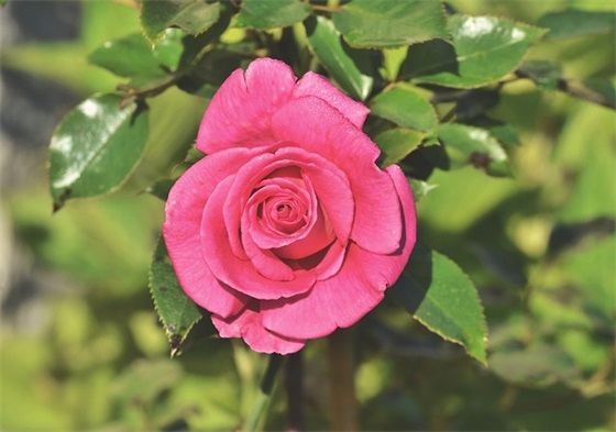 宝宝幼儿园毕业寄语38条