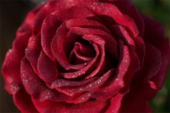 我只想做一只狗