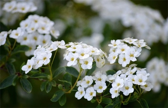 教育心理学案例及分析