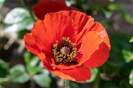 探究式教学法论文