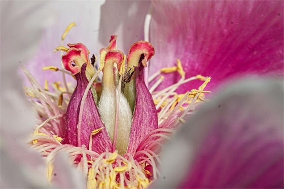 法律服务所工作计划