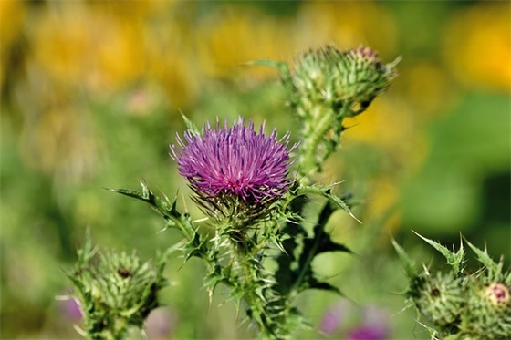 公文公告的格式及范文(通用21篇)