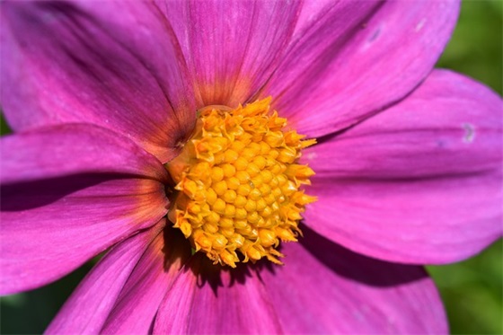 序言的格式及范文(热门23篇)