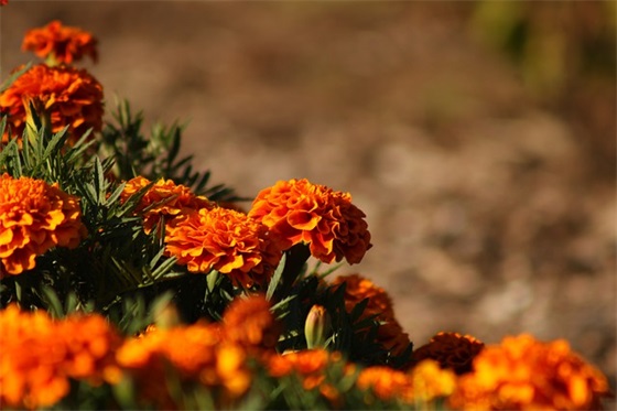 电力员工入党申请书范文(精选10篇)