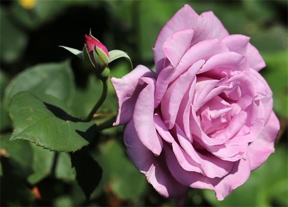 MyFather作文5句话(通用46篇)