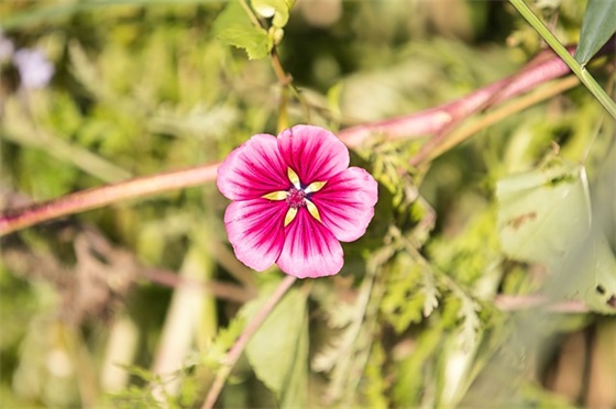 小学童话作文300字贪吃的小松鼠(合集32篇)