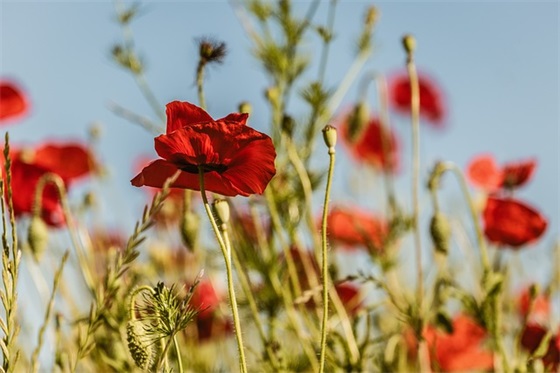 教师述职报告（通用12篇）