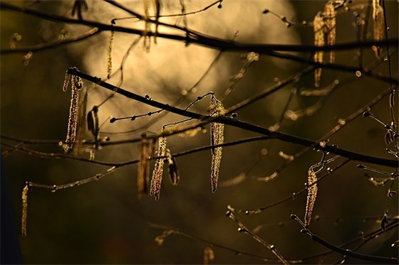 红玫瑰花花语大全