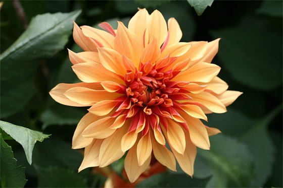 厨房的对联15篇