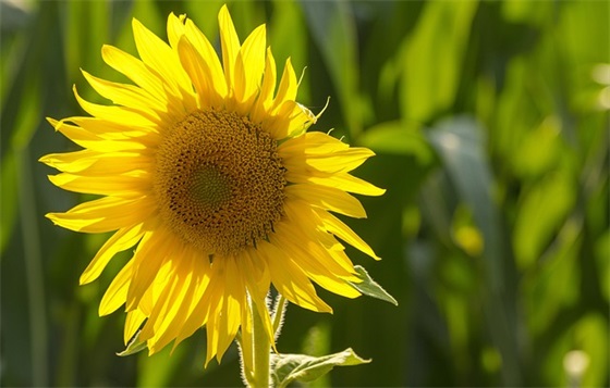 古风生日文案精选65句