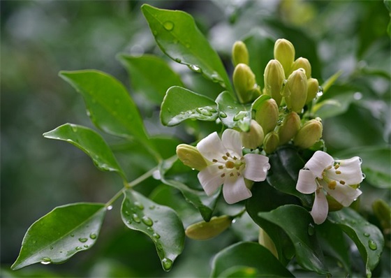 钱钟书最撩人的情话(50句)