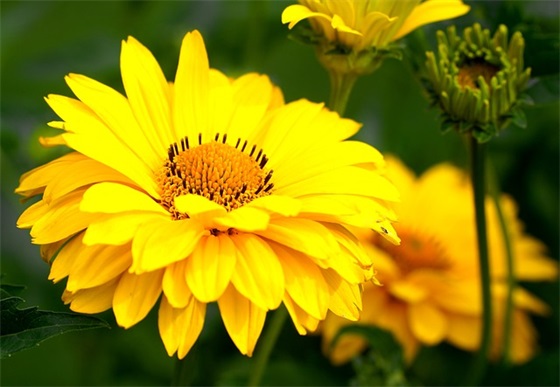 冬日暖阳心情明媚的说说文案通用(53条)