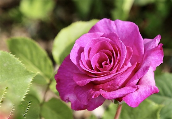 迎新生晚会主持词开场白