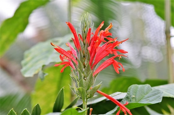 会计的专业描述