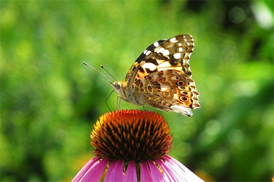 凡客体广告词示例
