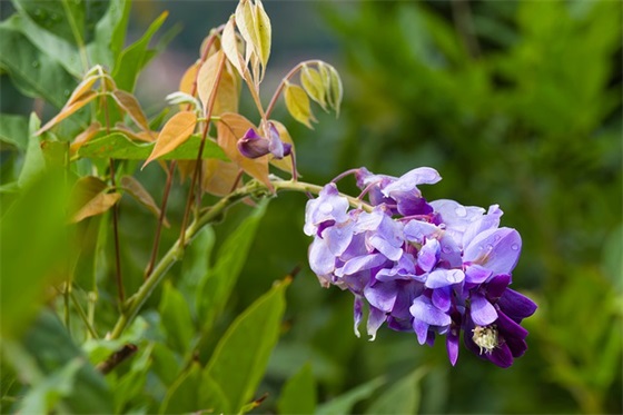 薯条的家常做法
