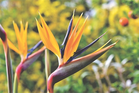 住房公积金贷款工资收入证明最新