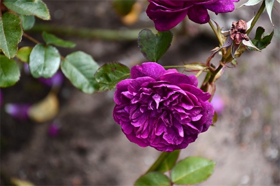 毕业季父母寄语祝福语-100句