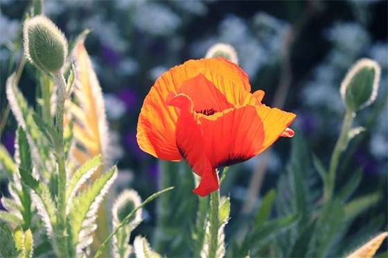 成长仪式家长寄语200字 【成长仪式家长的话】