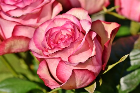 小学校长寄语 新生 【小学校长寄语大全短句】