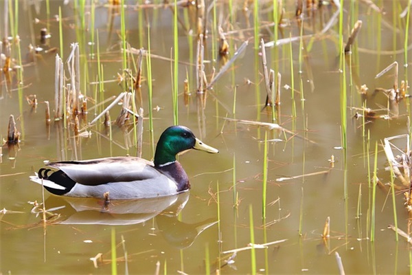 抖音最火喝酒微醺的温柔浪漫句子40条