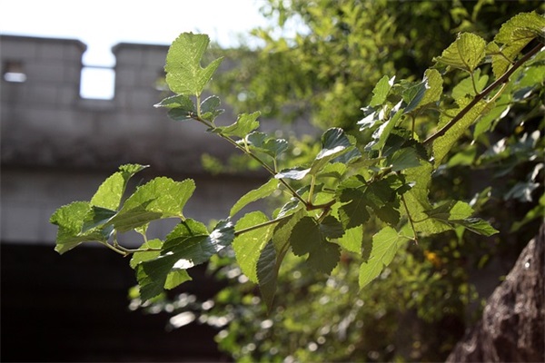 幼儿园小朋友假期结束的优美句子通用(40句)