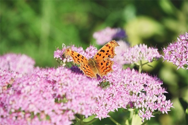 爱情和面包很现实很霸气的句子