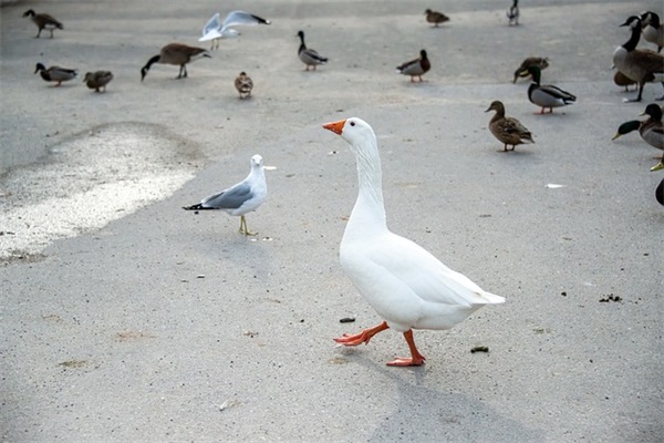 家长给孩子的成人礼寄语(精选50句) 【家长给孩子的成人礼祝福语】