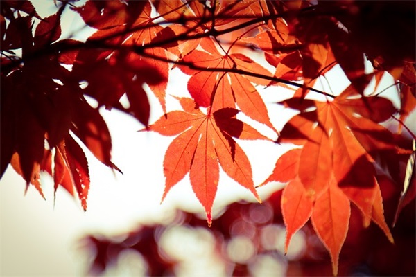 高三鼓励祝福寄语-55句