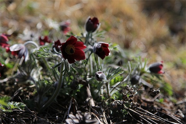 带国的网名双字大全女